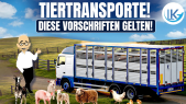 thumbnail of medium Vieh- / Tiertransporte: Diese Sondervorschriften gelten wirklich!